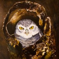 Spotted Eagle Owl Hiding in Tree Trunk